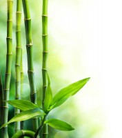 Motiv 3 - Bambus